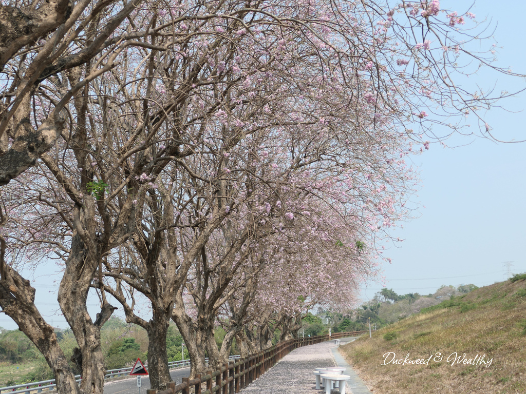 【台南景點】「烏山頭水庫」南洋櫻盛開賞櫻推薦∣走在香榭大道飄