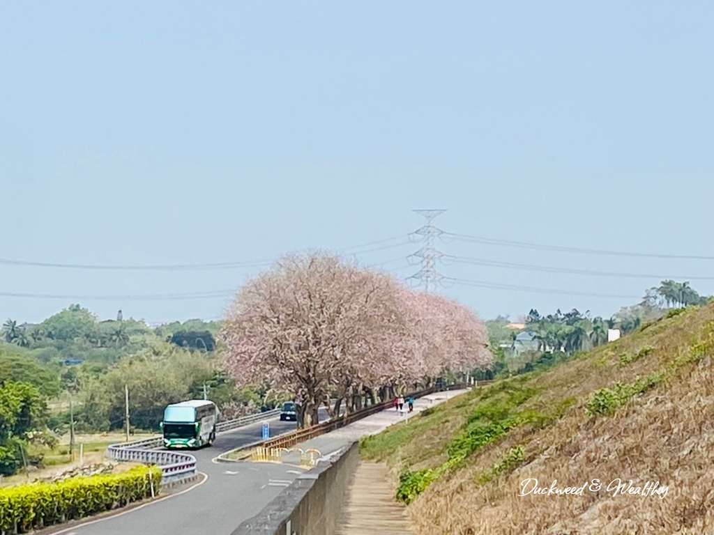 【台南景點】「烏山頭水庫」南洋櫻盛開賞櫻推薦∣走在香榭大道飄