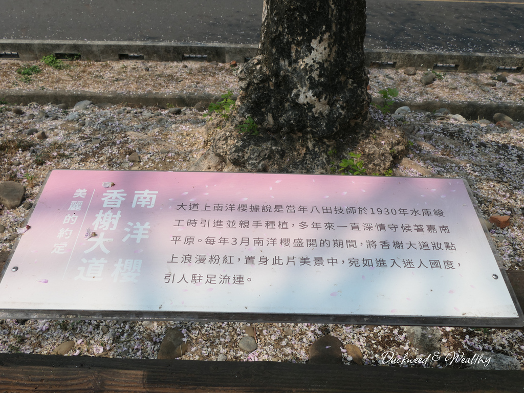 【台南景點】「烏山頭水庫」南洋櫻盛開賞櫻推薦∣走在香榭大道飄