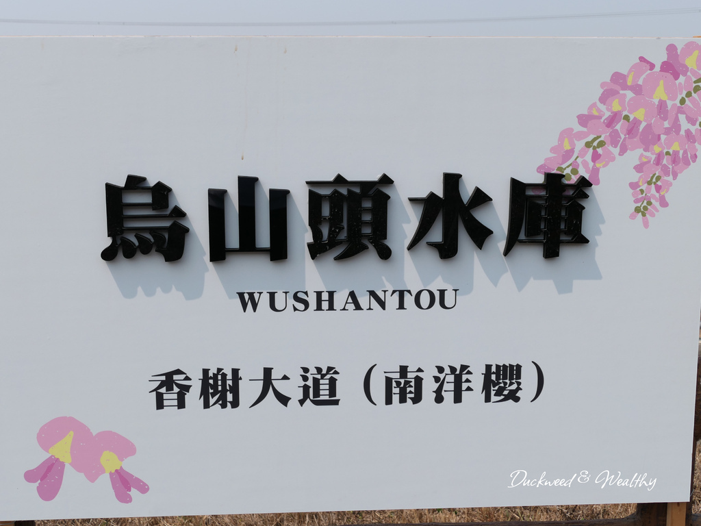 【台南景點】「烏山頭水庫」南洋櫻盛開賞櫻推薦∣走在香榭大道飄