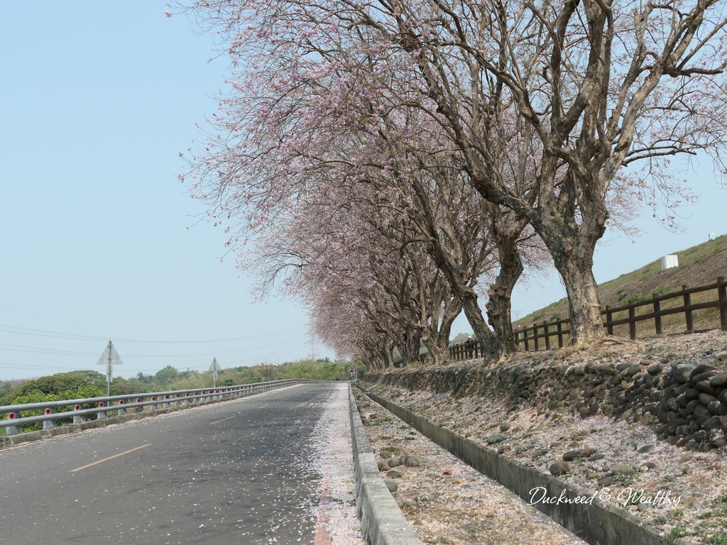【台南景點】「烏山頭水庫」南洋櫻盛開賞櫻推薦∣走在香榭大道飄