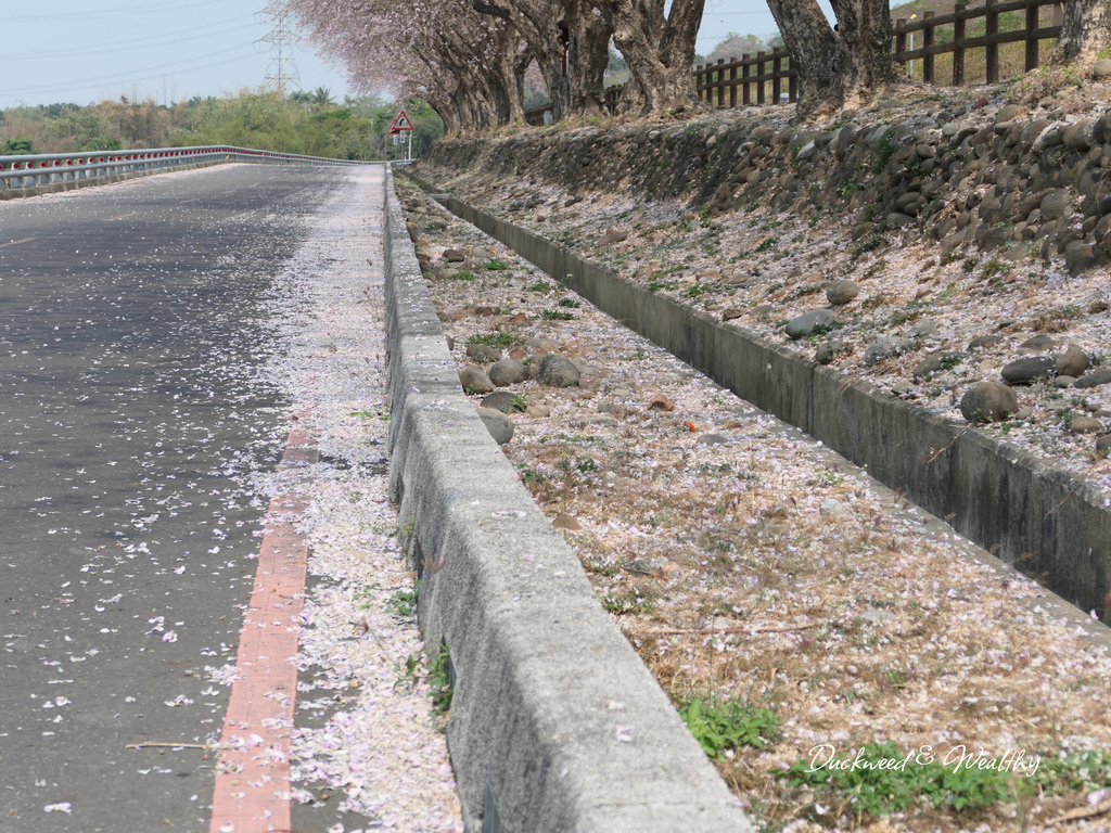 【台南景點】「烏山頭水庫」南洋櫻盛開賞櫻推薦∣走在香榭大道飄