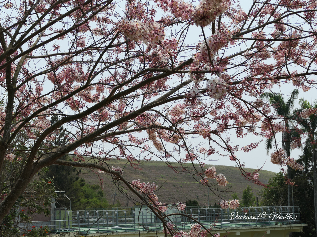 【台南景點】「烏山頭水庫」南洋櫻盛開賞櫻推薦∣走在香榭大道飄