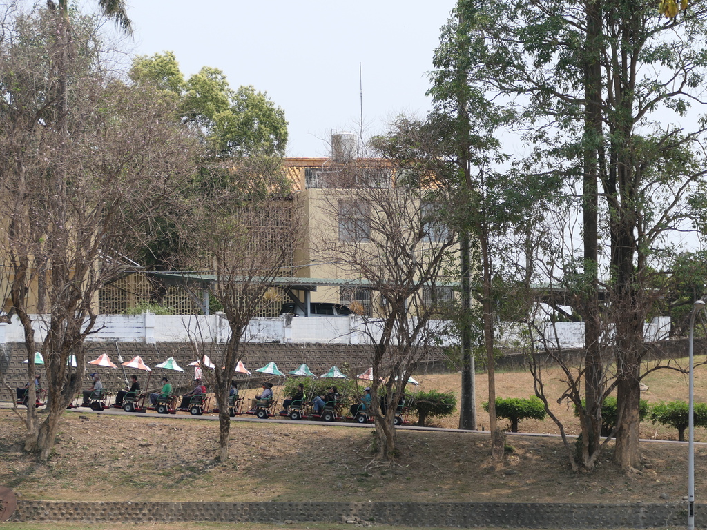【台南景點】「烏山頭水庫」南洋櫻盛開賞櫻推薦∣走在香榭大道飄