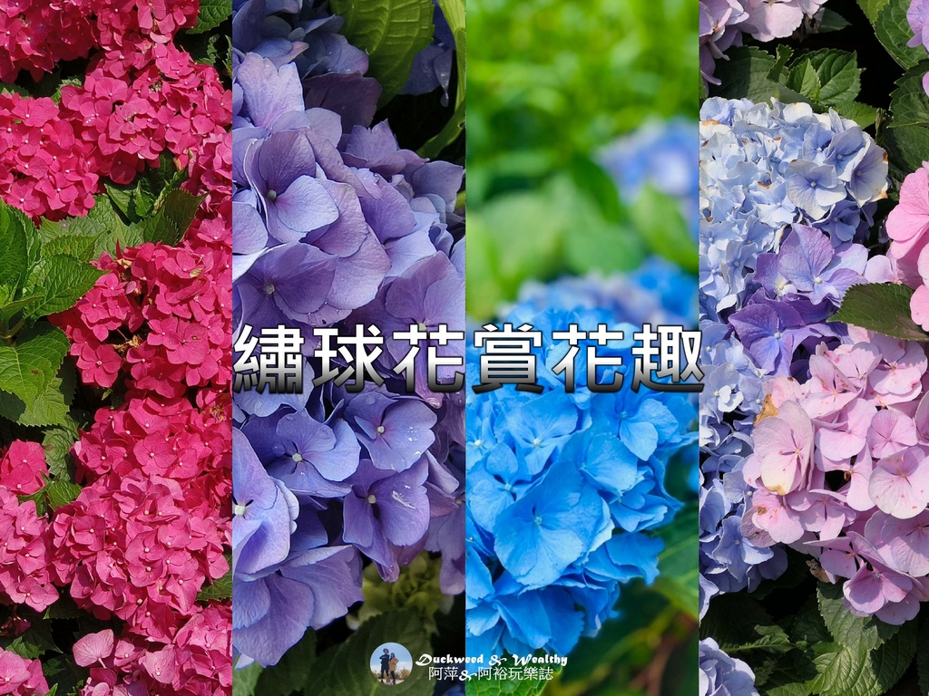 繡球花4格.jpg