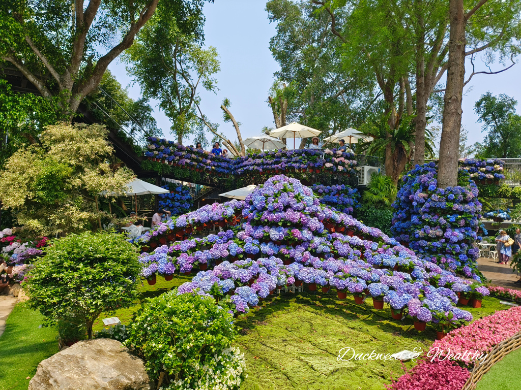 【苗栗卓蘭旅遊】「花露休閒農場」風情萬種「繡球花季」賞花景點
