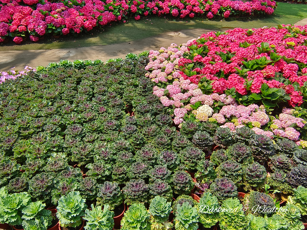 【苗栗卓蘭旅遊】「花露休閒農場」風情萬種「繡球花季」賞花景點