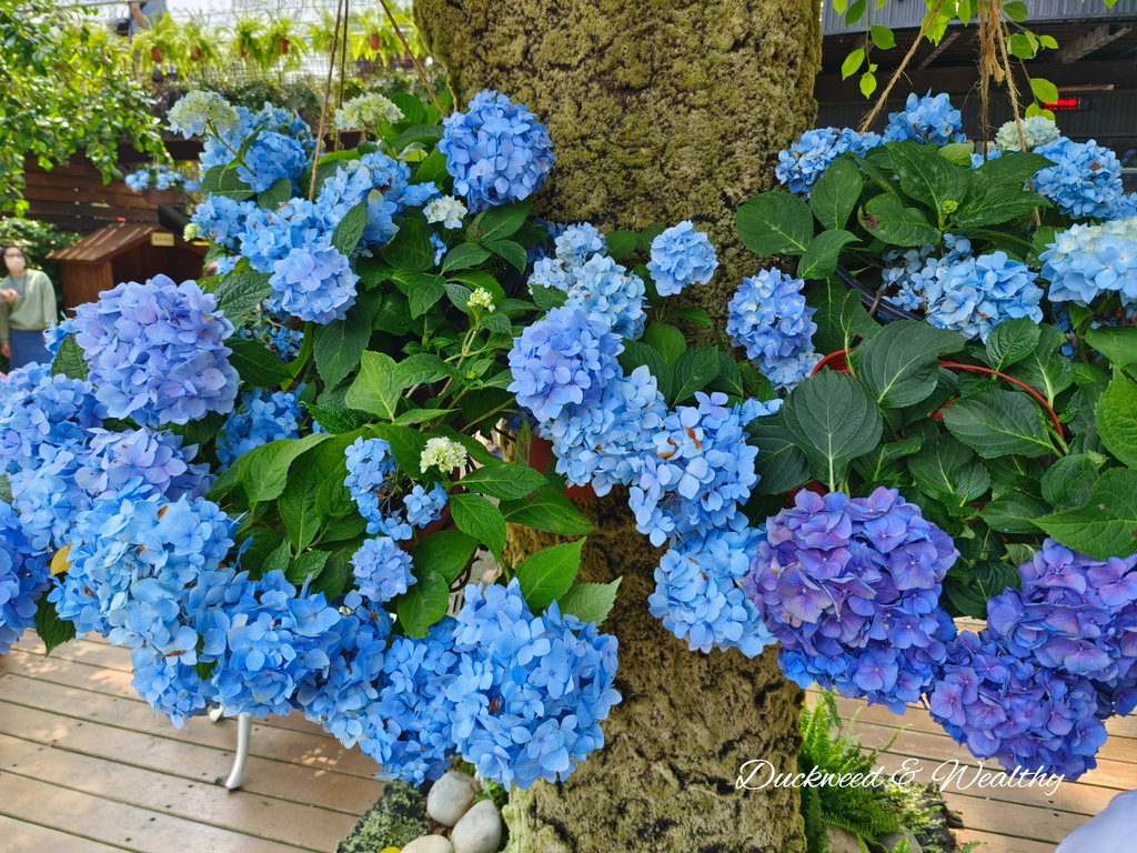 【苗栗卓蘭旅遊】「花露休閒農場」風情萬種「繡球花季」賞花景點