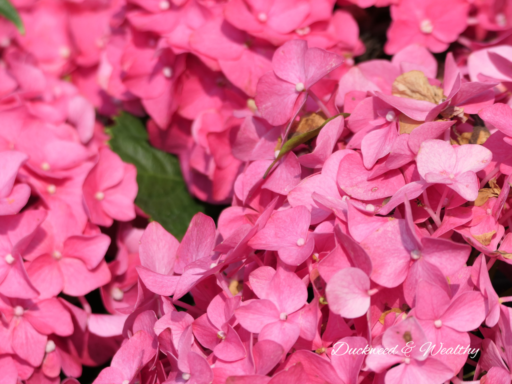 【苗栗卓蘭旅遊】「花露休閒農場」風情萬種「繡球花季」賞花景點