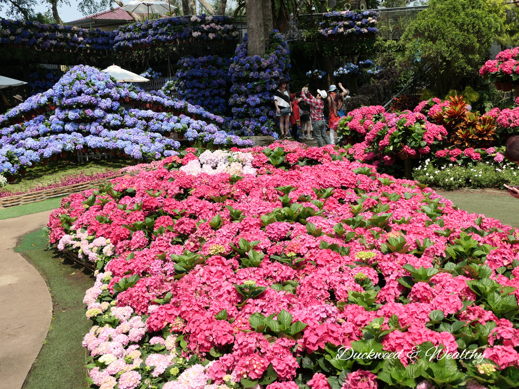 【苗栗卓蘭旅遊】「花露休閒農場」風情萬種「繡球花季」賞花景點