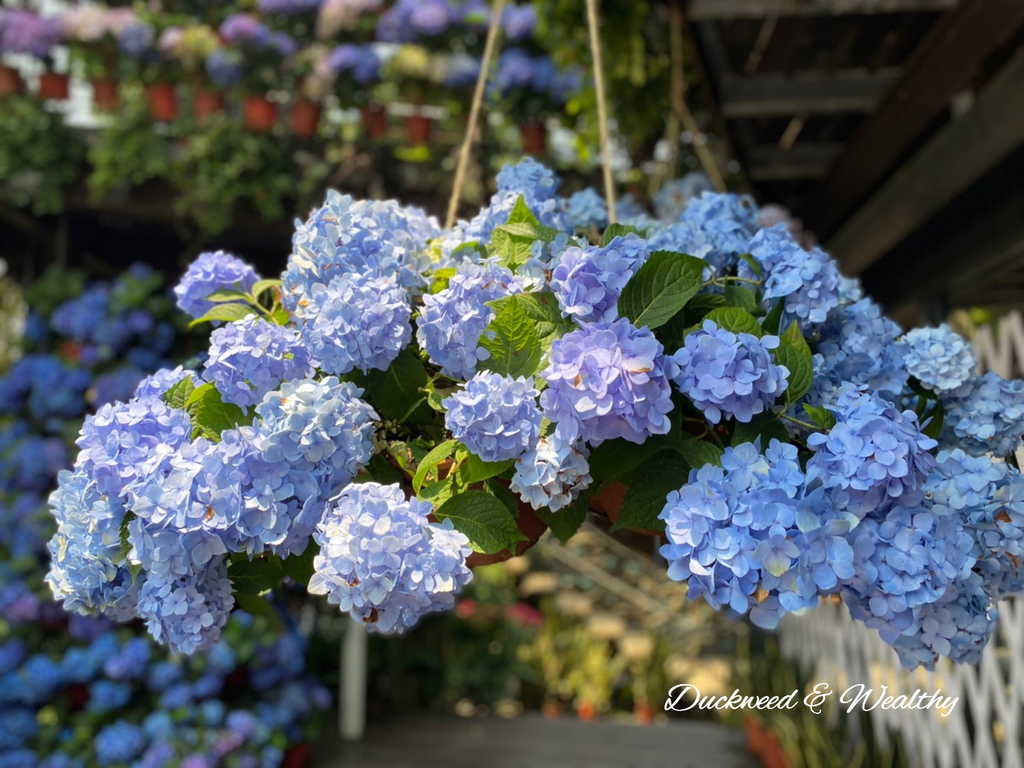 【苗栗卓蘭旅遊】「花露休閒農場」風情萬種「繡球花季」賞花景點