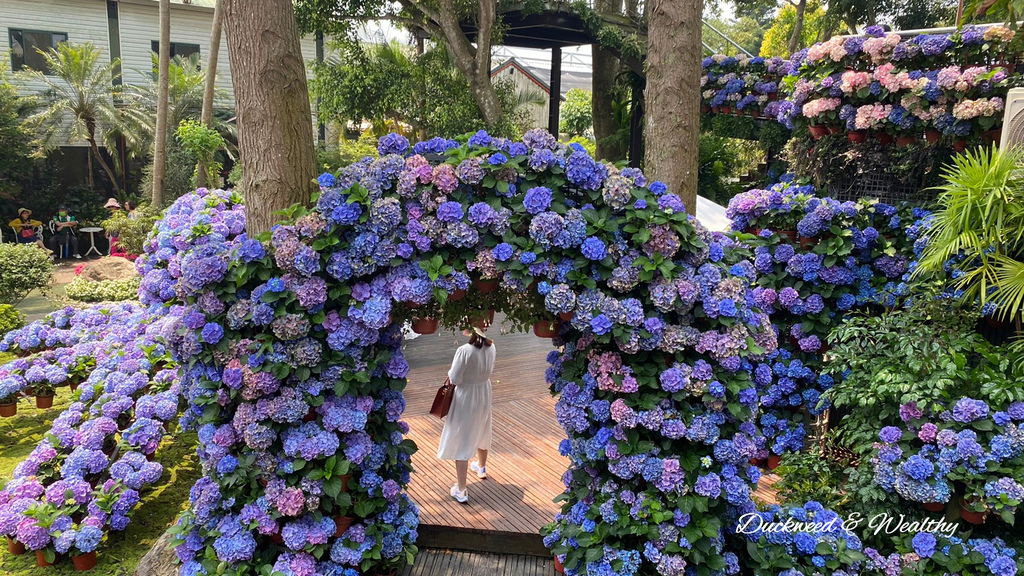 【苗栗卓蘭旅遊】「花露休閒農場」風情萬種「繡球花季」賞花景點