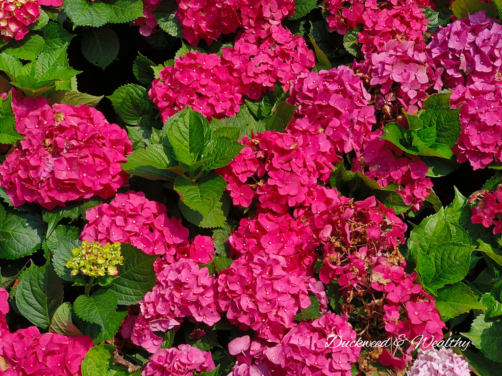 【苗栗卓蘭旅遊】「花露休閒農場」風情萬種「繡球花季」賞花景點