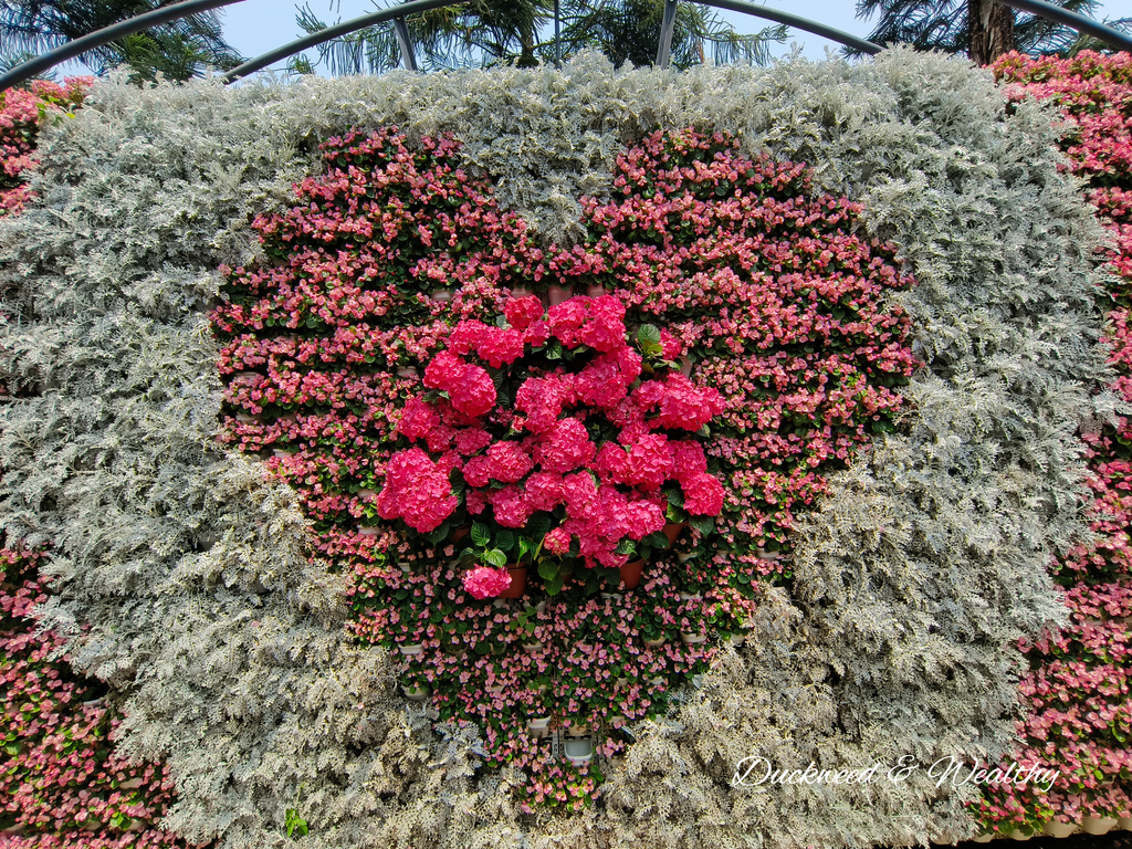 【苗栗卓蘭旅遊】「花露休閒農場」風情萬種「繡球花季」賞花景點