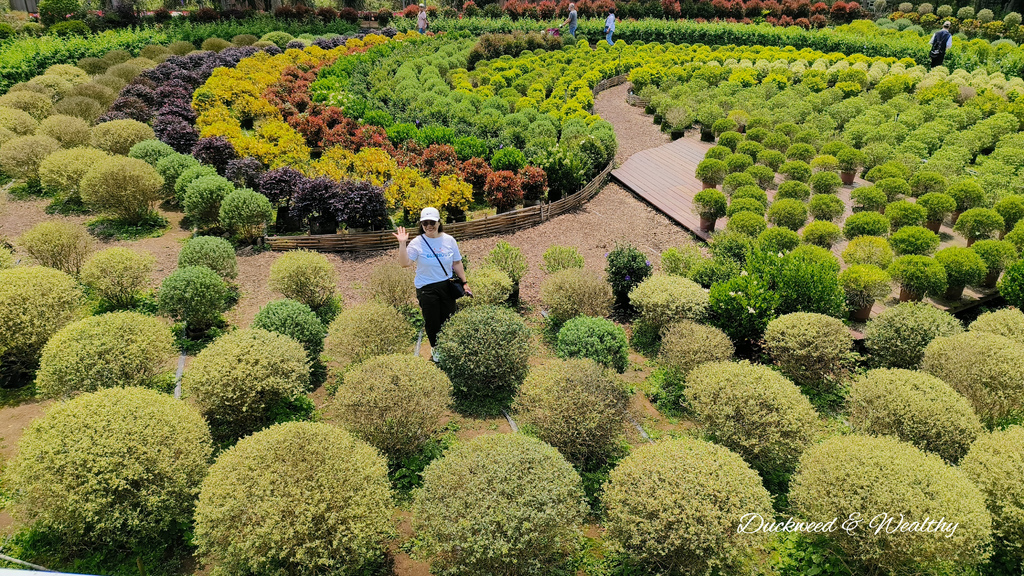 【苗栗卓蘭旅遊】「花露休閒農場」風情萬種「繡球花季」賞花景點