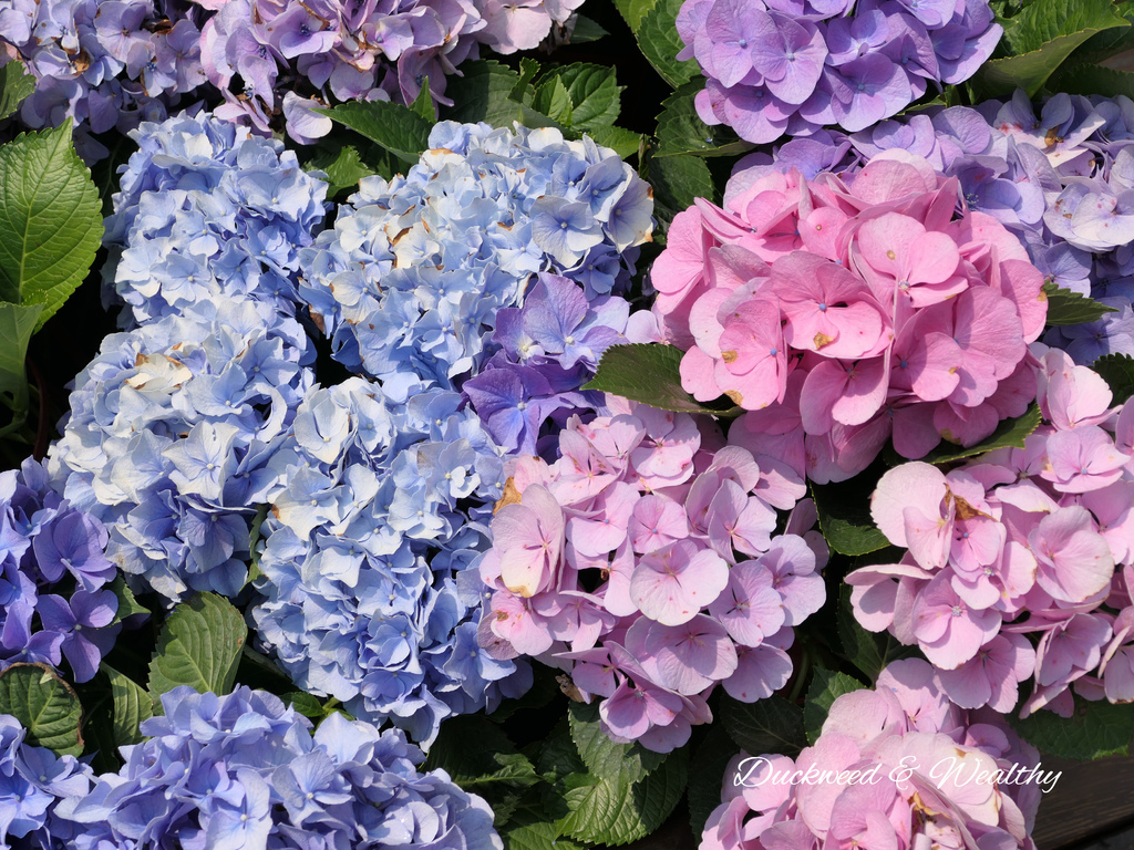 【苗栗卓蘭旅遊】「花露休閒農場」風情萬種「繡球花季」賞花景點