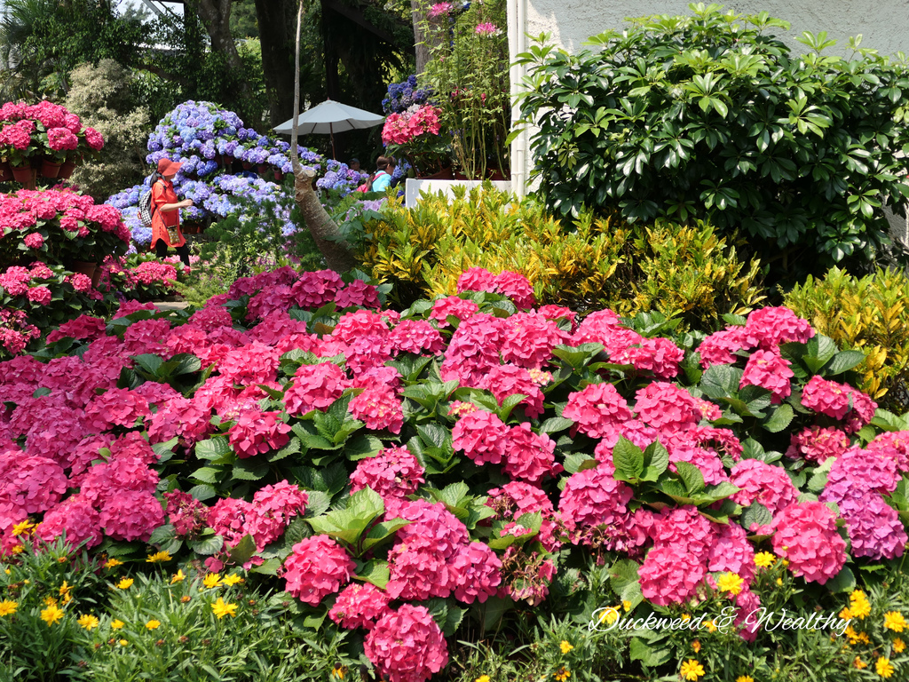 【苗栗卓蘭旅遊】「花露休閒農場」風情萬種「繡球花季」賞花景點