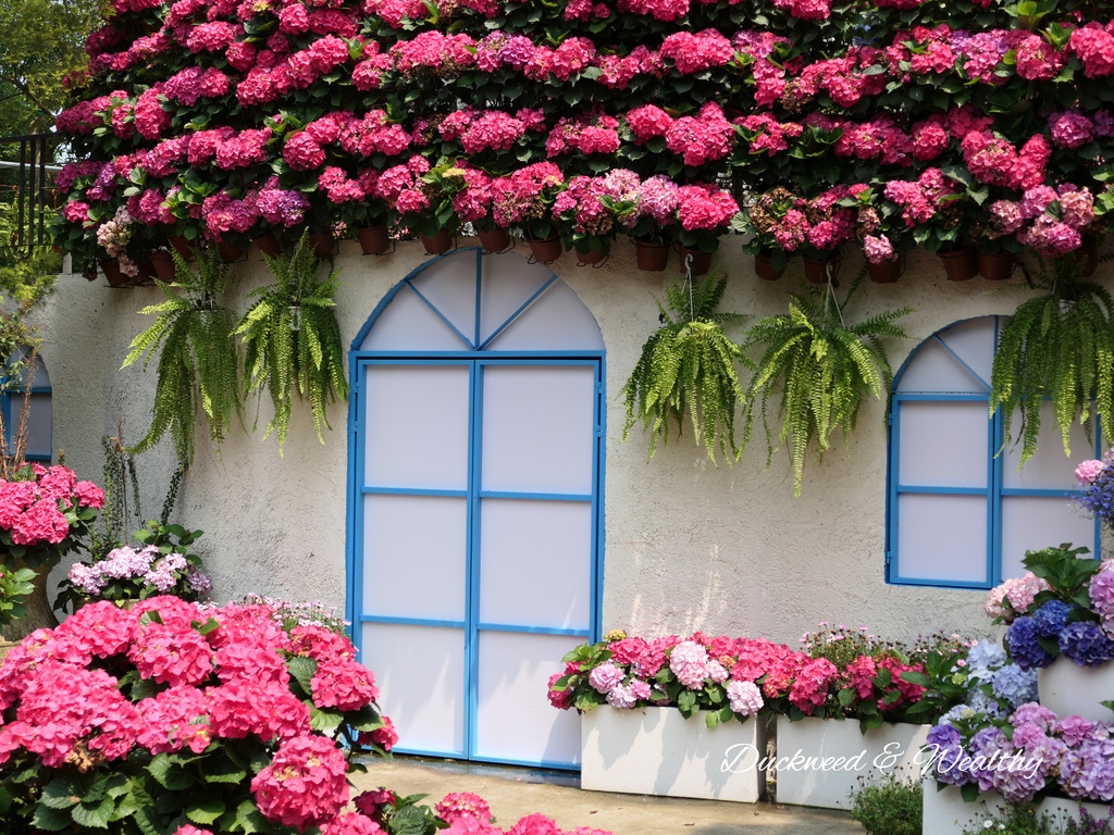 【苗栗卓蘭旅遊】「花露休閒農場」風情萬種「繡球花季」賞花景點