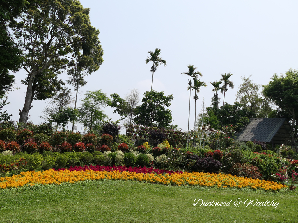 【苗栗卓蘭旅遊】「花露休閒農場」風情萬種「繡球花季」賞花景點