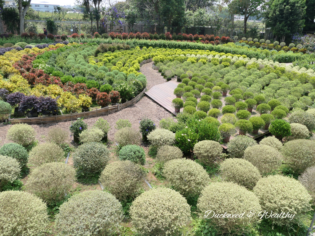 【苗栗卓蘭旅遊】「花露休閒農場」風情萬種「繡球花季」賞花景點