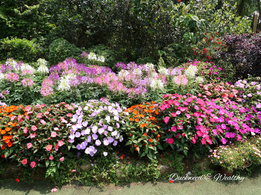 【苗栗卓蘭旅遊】「花露休閒農場」風情萬種「繡球花季」賞花景點