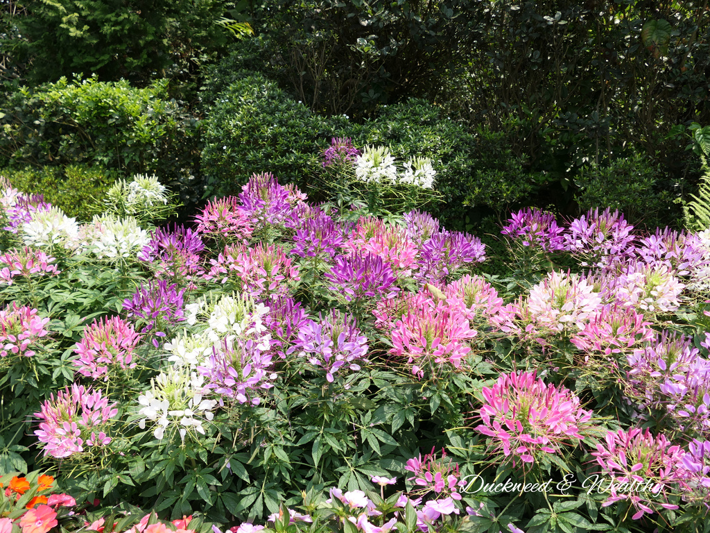 【苗栗卓蘭旅遊】「花露休閒農場」風情萬種「繡球花季」賞花景點
