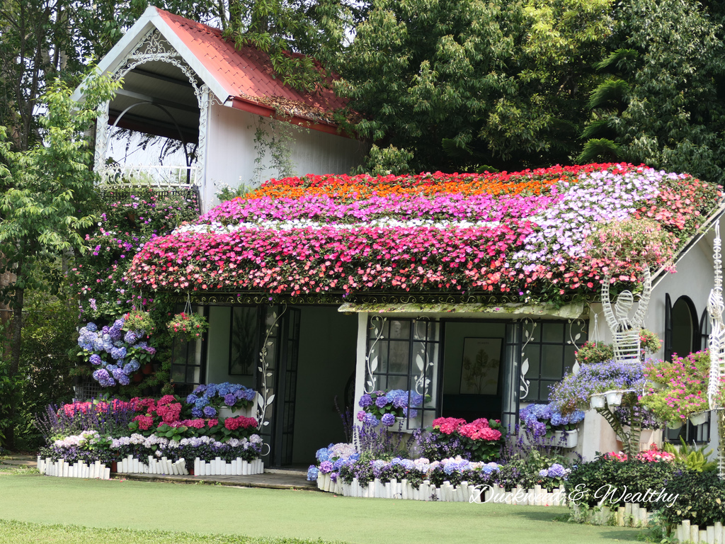 【苗栗卓蘭旅遊】「花露休閒農場」風情萬種「繡球花季」賞花景點