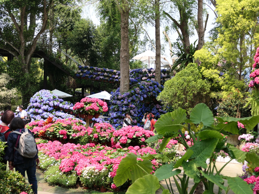 【苗栗卓蘭旅遊】「花露休閒農場」風情萬種「繡球花季」賞花景點