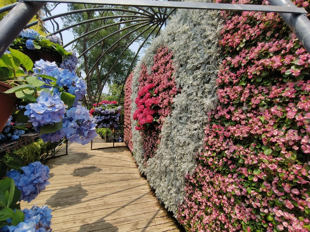 【苗栗卓蘭旅遊】「花露休閒農場」風情萬種「繡球花季」賞花景點