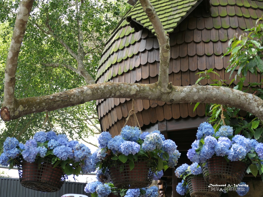 【苗栗卓蘭旅遊】「花露休閒農場」風情萬種「繡球花季」賞花景點