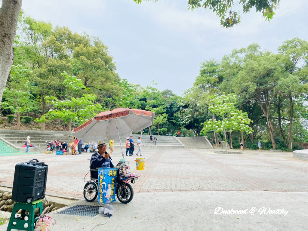 【雲林古坑】「荷苞山桐花公園」飄起四月雪∣賞油桐花的必訪景點