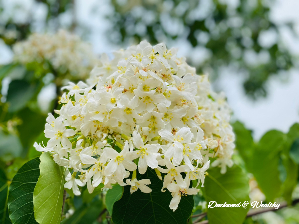 【雲林古坑】「荷苞山桐花公園」飄起四月雪∣賞油桐花的必訪景點