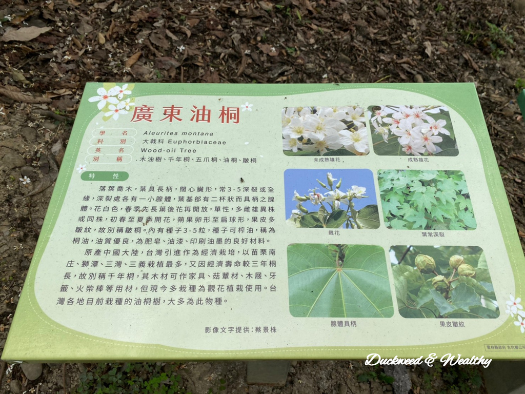 【雲林古坑】「荷苞山桐花公園」飄起四月雪∣賞油桐花的必訪景點