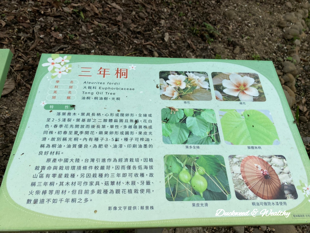 【雲林古坑】「荷苞山桐花公園」飄起四月雪∣賞油桐花的必訪景點