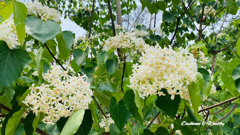 【雲林古坑】「荷苞山桐花公園」飄起四月雪∣賞油桐花的必訪景點