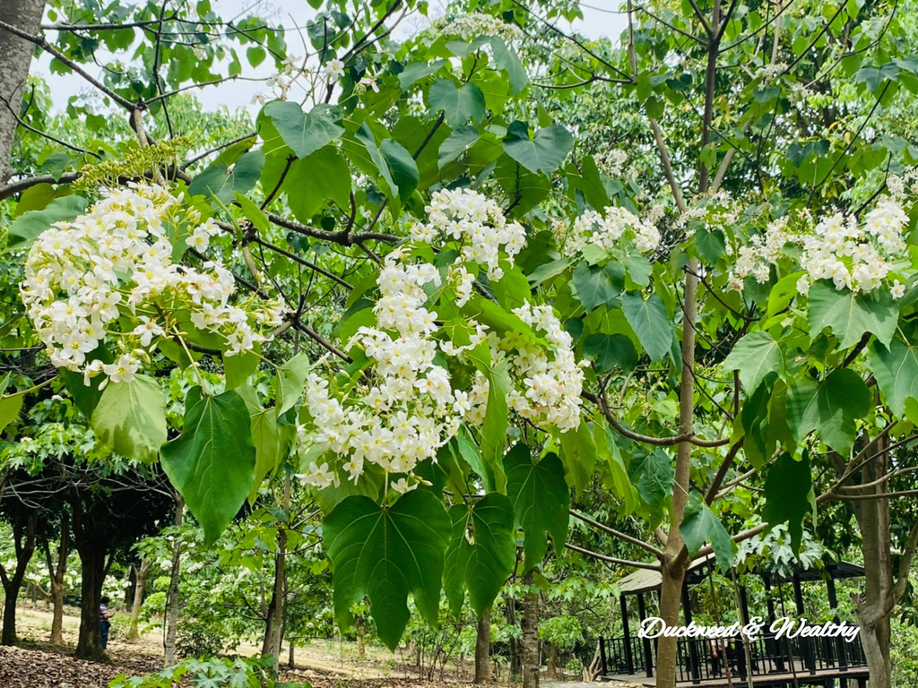 【雲林古坑】「荷苞山桐花公園」飄起四月雪∣賞油桐花的必訪景點