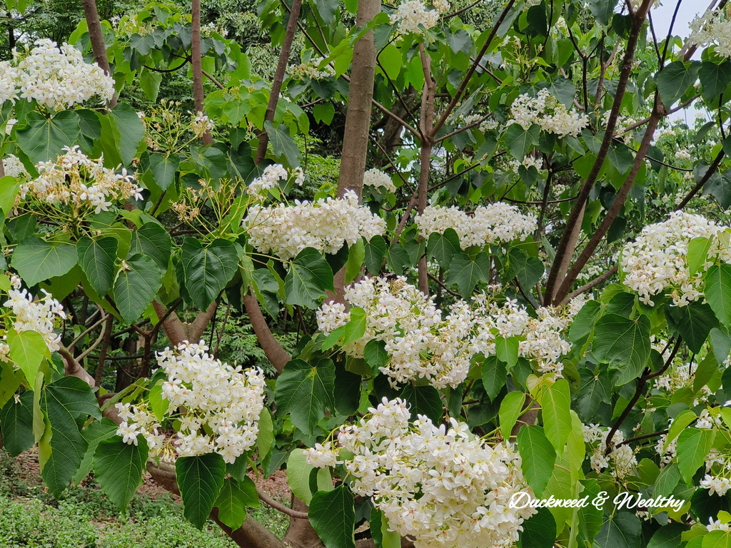 【雲林古坑】「荷苞山桐花公園」飄起四月雪∣賞油桐花的必訪景點