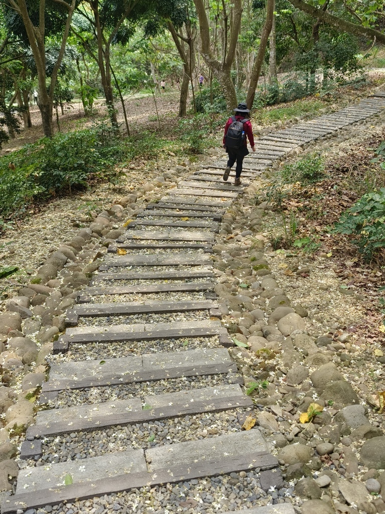 【雲林古坑】「荷苞山桐花公園」飄起四月雪∣賞油桐花的必訪景點