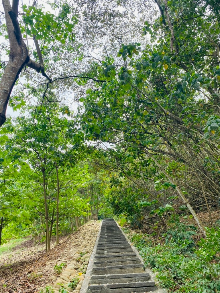 【雲林古坑】「荷苞山桐花公園」飄起四月雪∣賞油桐花的必訪景點