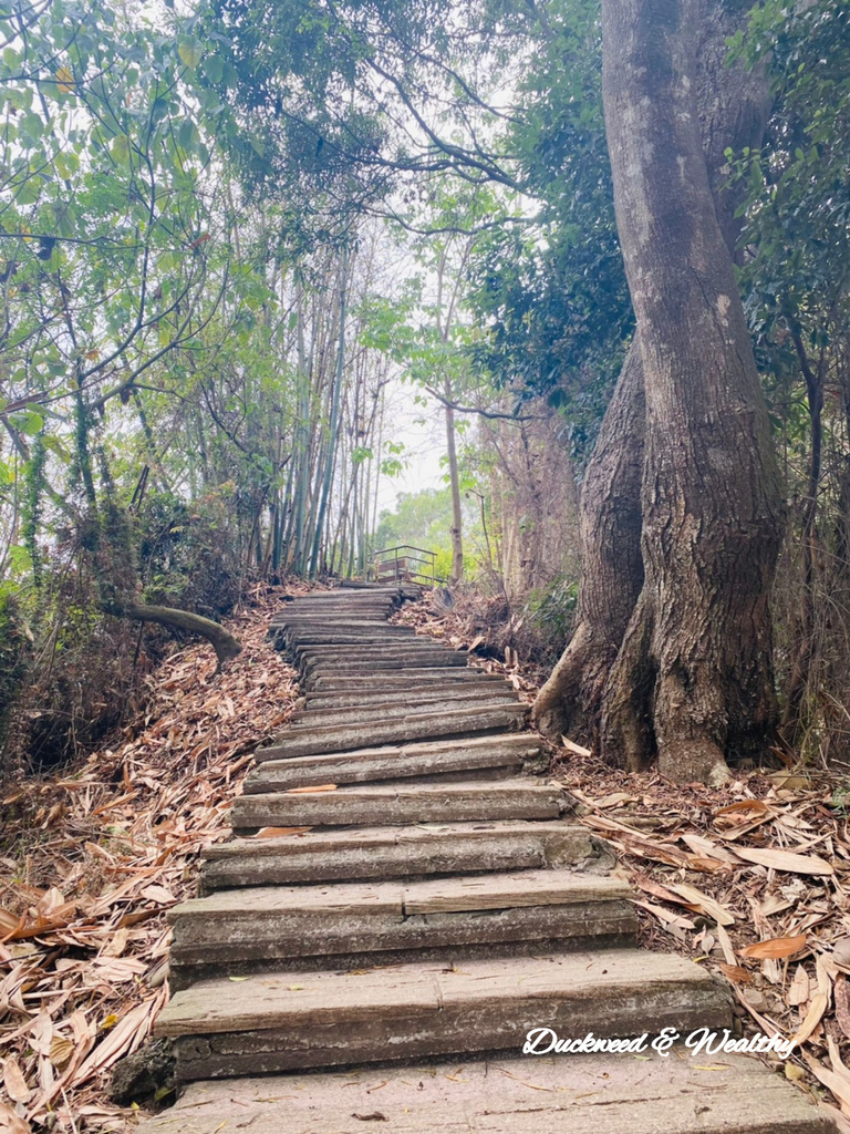 【雲林.古坑景點】攀登健走「荷苞山登山步道」眺望古坑賞桐花之