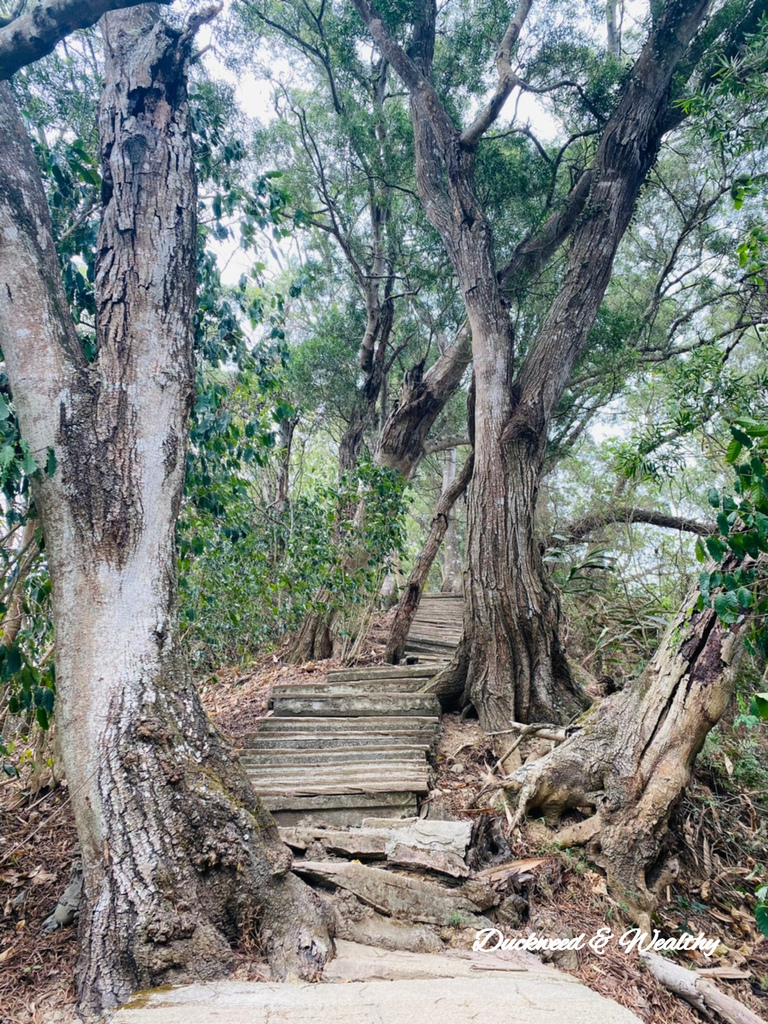 【雲林.古坑景點】攀登健走「荷苞山登山步道」眺望古坑賞桐花之