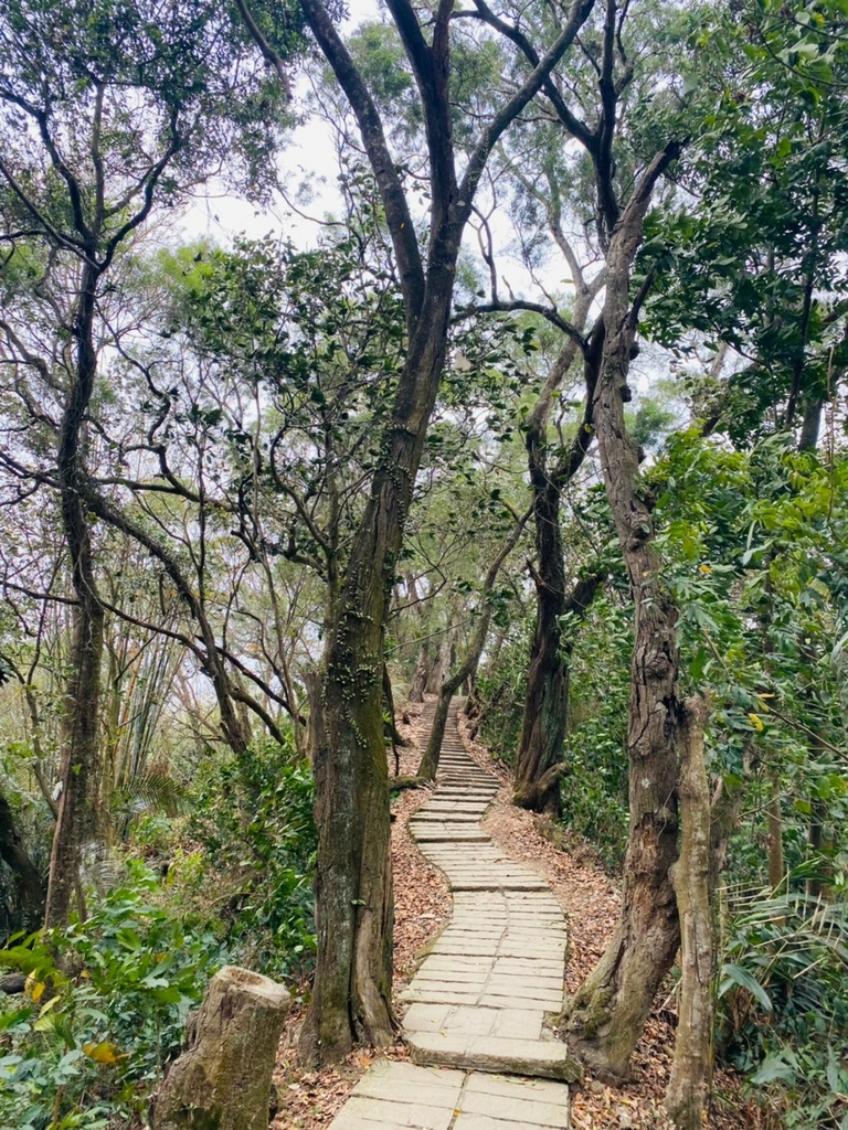 【雲林.古坑景點】攀登健走「荷苞山登山步道」眺望古坑賞桐花之