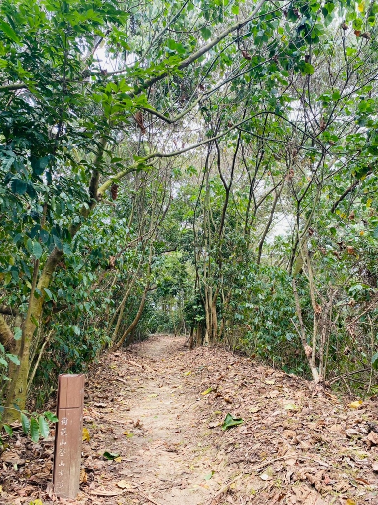 【雲林.古坑景點】攀登健走「荷苞山登山步道」眺望古坑賞桐花之