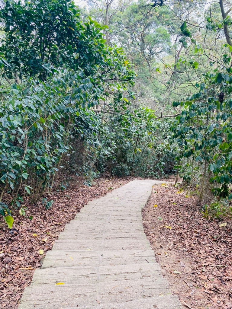 【雲林.古坑景點】攀登健走「荷苞山登山步道」眺望古坑賞桐花之