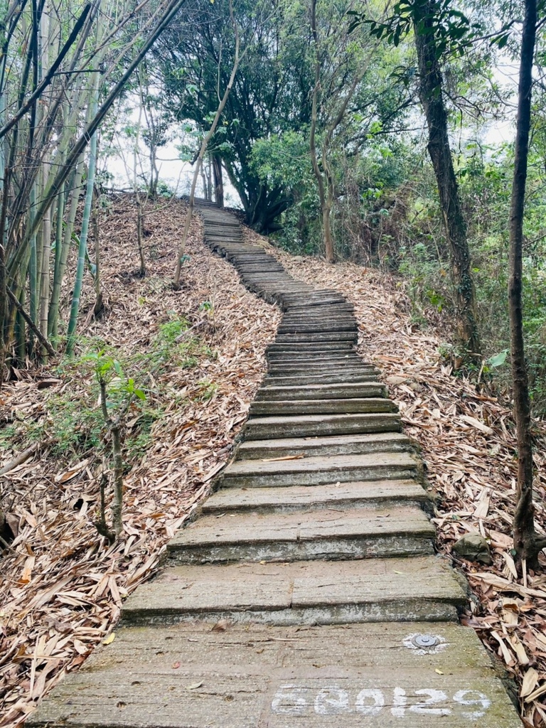 【雲林.古坑景點】攀登健走「荷苞山登山步道」眺望古坑賞桐花之