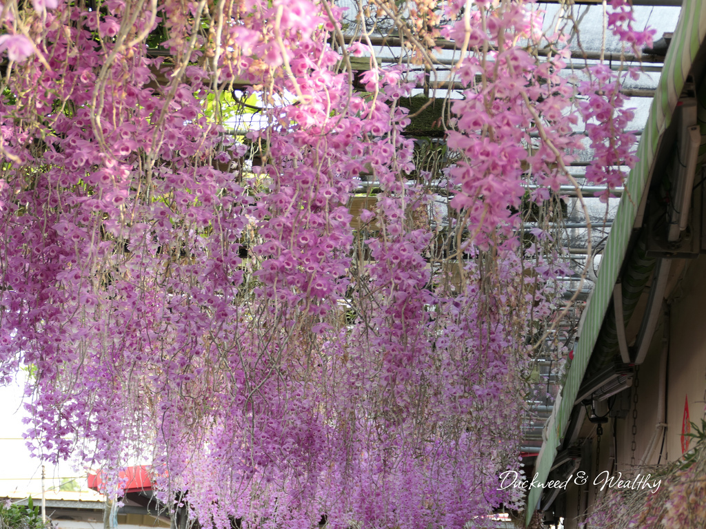 【雲林莿桐景點】「忠雲宮」石斛蘭大爆開|超夢幻花海瀑布隧道∣