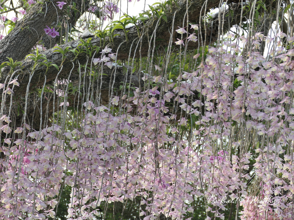 【雲林莿桐景點】「忠雲宮」石斛蘭大爆開|超夢幻花海瀑布隧道∣