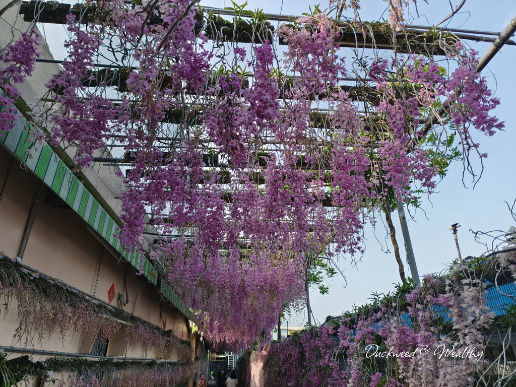 【雲林莿桐景點】「忠雲宮」石斛蘭大爆開|超夢幻花海瀑布隧道∣