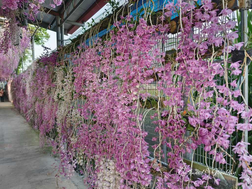 【雲林莿桐景點】「忠雲宮」石斛蘭大爆開|超夢幻花海瀑布隧道∣