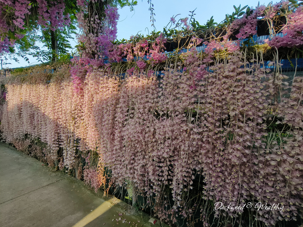 【雲林莿桐景點】「忠雲宮」石斛蘭大爆開|超夢幻花海瀑布隧道∣